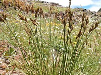 Sedge Seeds