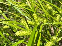 Meadow Sedge Seeds